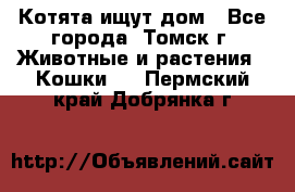 Котята ищут дом - Все города, Томск г. Животные и растения » Кошки   . Пермский край,Добрянка г.